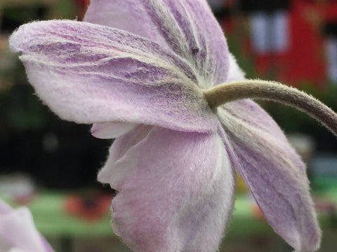 Image of Anemone 'Ruffled Swan' - Wind flower variety