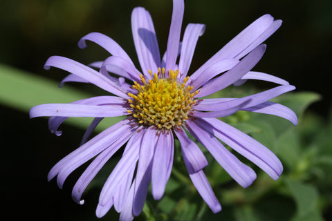 Image of Aster x frikartii 'Monch' [AGM]