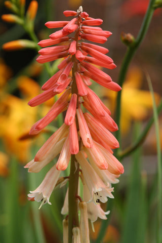 Image of Kniphofia 'Timothy' [AGM] - Red-hot poker variety