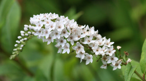 Image of Lysimachia clethroides [AGM] - Gooseneck