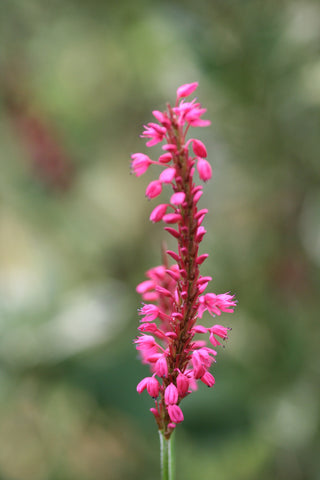 Image of Bistorta amplexicaulis 'Firetail' syn. Persicaria - Red bistort variety