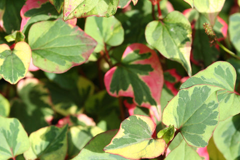 Image of Houttuynia cordata 'Chameleon' - Heart-leaved houttuynia variety