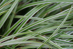 Image of Carex 'Ice Dance' - Sedge variety