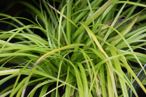 Image of Carex oshimensis 'Everillo' (PBR) - Sedge variety