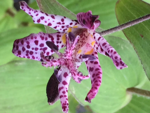 Image of Tricyrtis hirta 'Taiwan Atrianne' - Toad lily variety