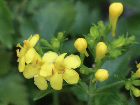 Image of Patrinia triloba