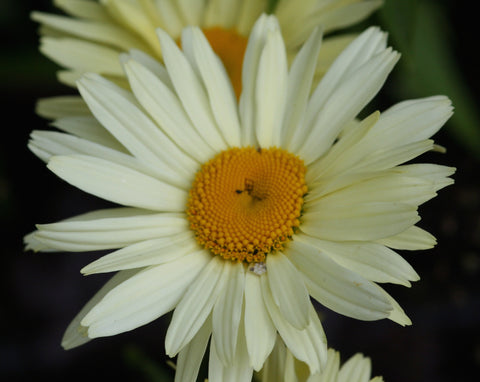 Image of Leucanthemum x superbum 'Leumayel' (PBR) syn. L. 'Broadway Lights' - Shasta daisy variety