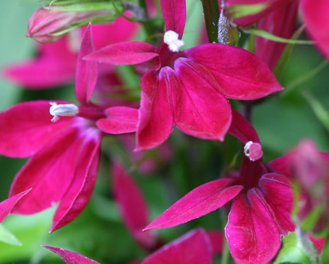 Image of Lobelia x speciosa 'Fan Burgundy' (Fan Series)