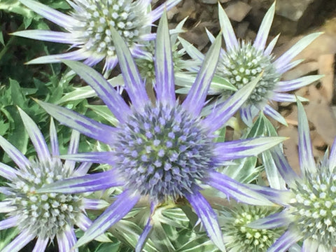 Image of Eryngium bourgatii - Mediterranean Sea holly