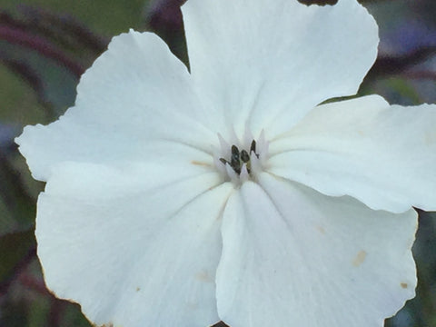 Image of Silene coronaria 'Alba' [AGM] - White-flowered rose campion syn. Lychnis