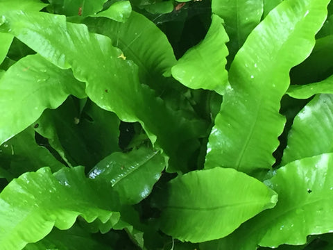 Image of Asplenium scolopendrium [AGM] - Hart's tongue fern