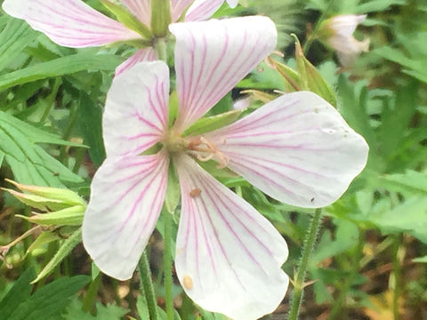 Image of Geranium clarkei 'Kashmir White' - Cranesbill variety