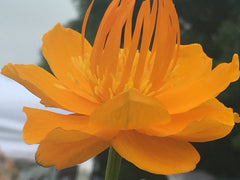 Image of Trollius chinensis 'Golden Queen' [AGM] - Globeflower variety