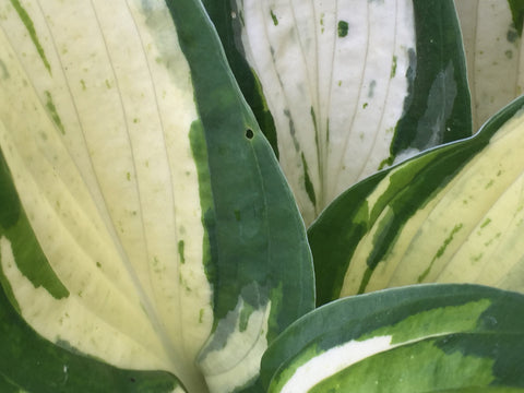 Image of Hosta 'Revolution' [AGM] (PBR) - Plantain lily variety