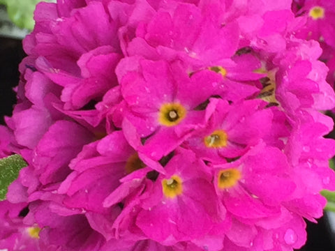 Image of Primula denticulata 'Corolla Deep Rose' - Variety of drumstick primula