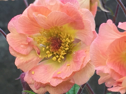 Image of Geum 'Mai Tai' (PBR)