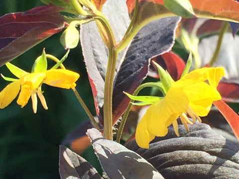 Image of Lysimachia ciliata 'Firecracker' [AGM] - Loosestrife variety