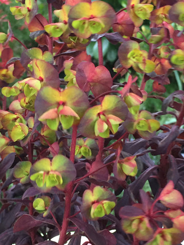 Image of Euphorbia x martini 'Walberton's Red Flush' - Martin's spurge variety