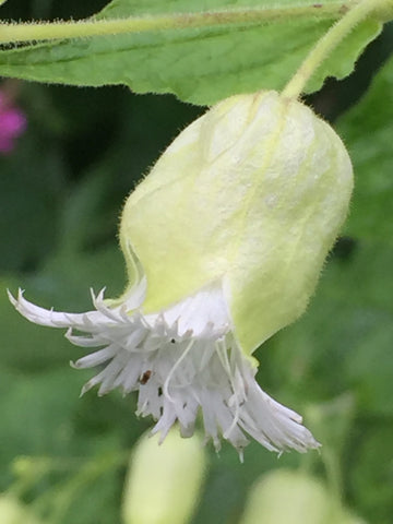 Silene fimbriata