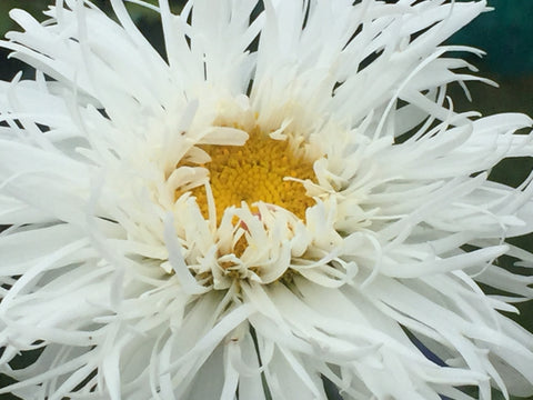 Image of Leucanthemum x superbum 'Aglaia' - Shasta daisy variety