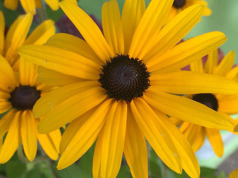 Image of Rudbeckia fulgida var. deamii [AGM] - Deam's coneflower