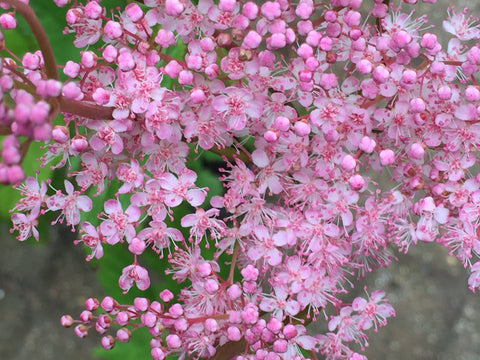 Image of Filipendula rubra 'Venusta' [AGM] - Meadowsweet variety