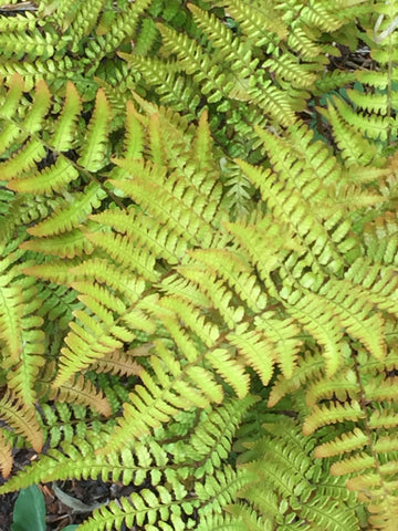 Image of Dryopteris erythrosora var. prolifica - Prolific copper shield fern