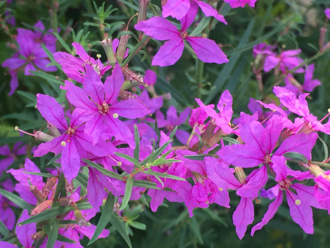 Image of Lythrum salicaria 'Swirl' - Purple loosestrife variety