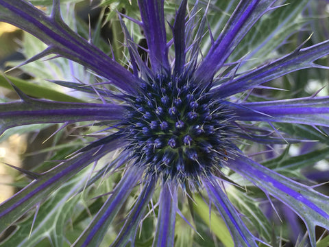 Image of Eryngium x zabelii 'Big Blue' - Sea Holly variety