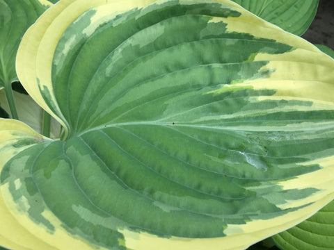 Image of Hosta 'Clifford's Forest Fire' - Plantain lily variety