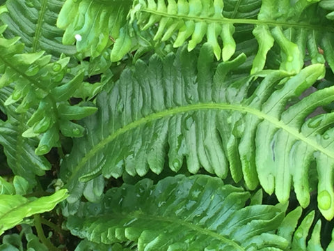Image of Blechnum spicant [AGM] - The hard fern