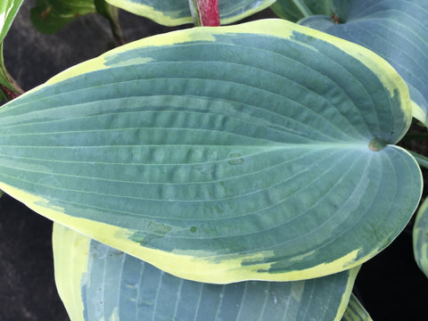 Image of Hosta 'First Frost' [AGM] - Plantain lily variety