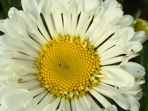 Image of Leucanthemum x superbum 'Real Neat' - Shasta daisy variety
