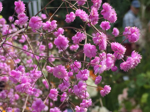 Image of Thalictrum delavayi 'Hewitt's Double'