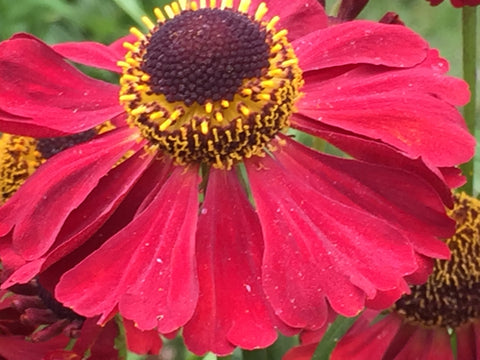 Image of Helenium 'Rubinzwerg' [AGM] - Sneezeweed variety