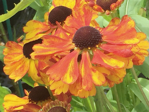 Image of Helenium 'Sahin's Early Flowerer' [AGM] - Sneezeweed variety