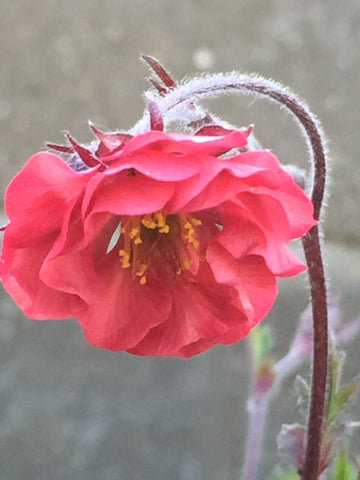 Geum 'Flames of Passion' (PBR) – Moore and Moore Plants