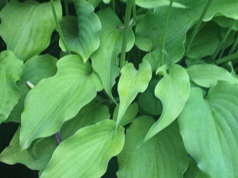 Image of Hosta 'Mrs Minky' - Plantain lily variety