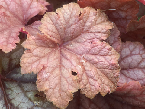 Image of x Heucherella 'Honey Rose'