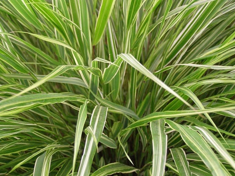 Image of Hakonechloa macra 'Samurai' - Japanese forest grass variety, Hakone grass variety