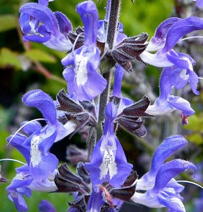 Image of Salvia forsskaolii - Indigo woodland sage