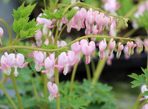 Image of Lamprocapnos spectabilis 'Cupid' syn. Dicentra 'Cupid' - Bleeding heart variety, Lady-in-the-bath