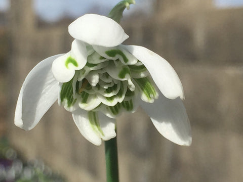 Image of Galanthus nivalis f. pleniflorus 'Flore Pleno' [AGM] - Double Snowdrop