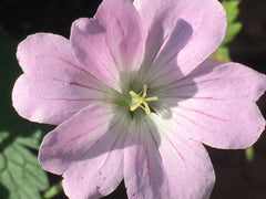 Image of Geranium DREAMLAND (Bremdream) (PBR) - Cranesbill variety