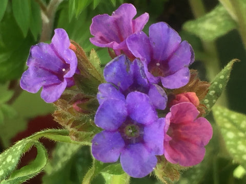 Image of Pulmonaria 'Trevi Fountain' - Lungwort variety