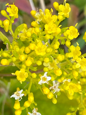 Image of Patrinia gibbosa - Swollen Patrinia