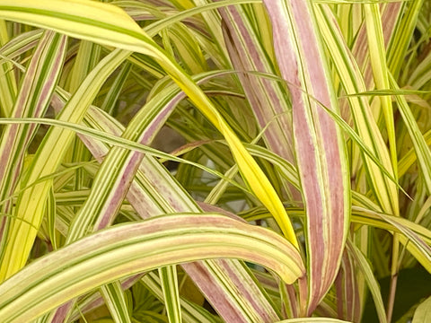 Image of Hakonechloa macra 'Naomi - Hakone grass variety, Japanese forest grass