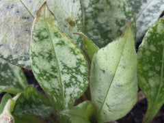 Image of Pulmonaria 'Silver Bouquet' (PBR) - Lungwort variety