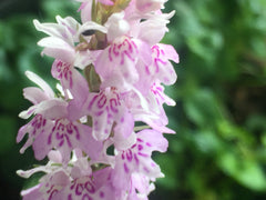 Image of Dactylorhiza fuchsii - Common spotted orchid