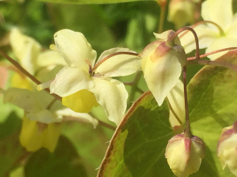 Image of Epimedium pinnatum subsp. colchicum [AGM] - Barrenwort variety, Bishop's mitre variety